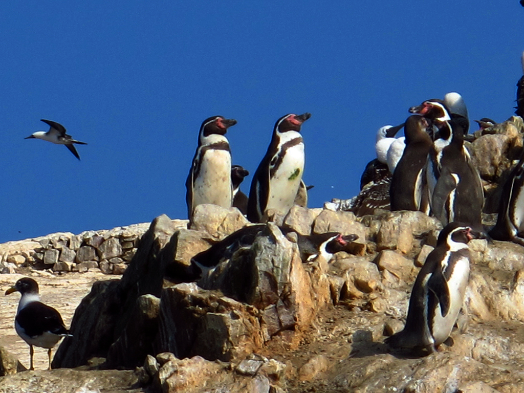 Pinguinos en Islas Balletas